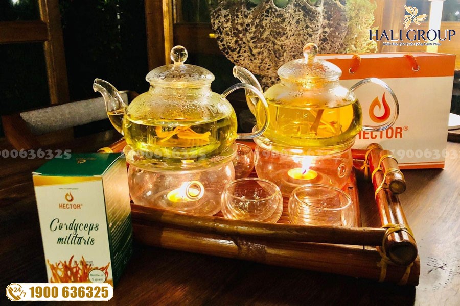 Thực phẩm tăng cường sức Hector Đông Trùng Hạ Thảo: nơi cung cấp đông trùng hạ thảo uy tín hiện nay