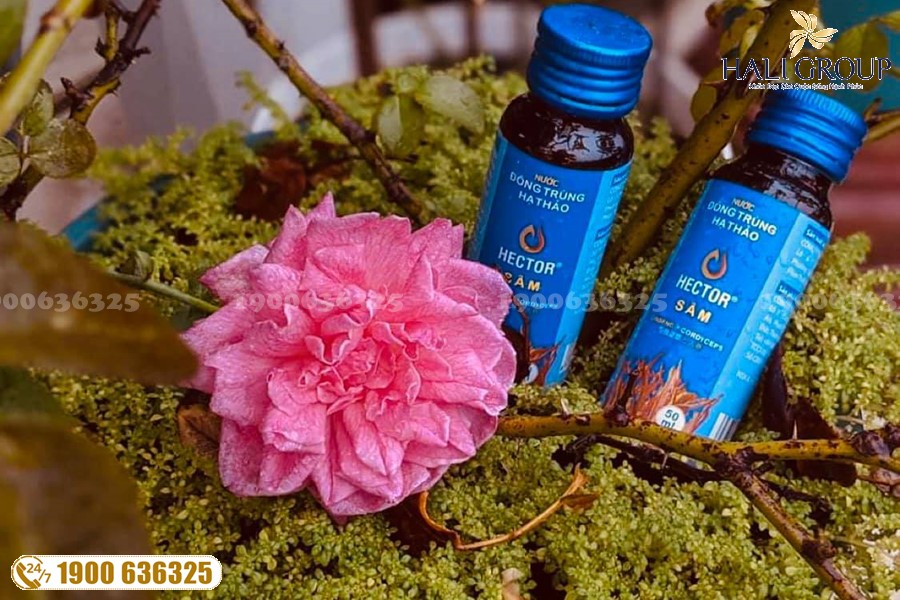 Nước Uống Đông Trùng Hạ Thảo Hector Sâm - thực phẩm "vàng" cho các đối tượng bị suy nhược cơ thể